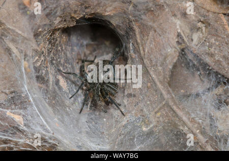 Funnelweb Spider, Family Agelenidae Stock Photo