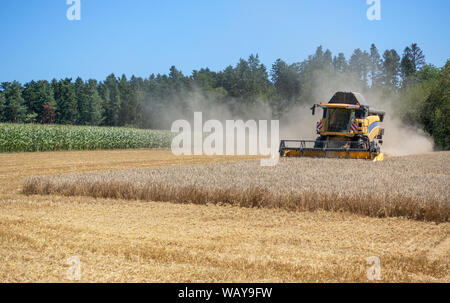 Harvester at the harvest of a grain field Stock Photo