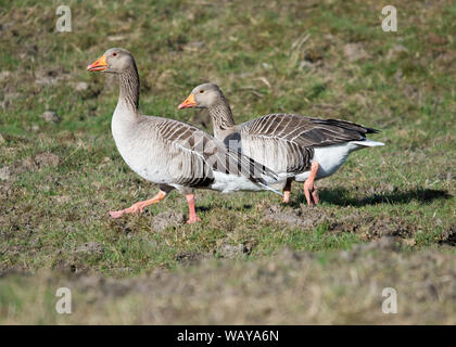 Visiting Canadian geese are seen taking a break at the side of the road  seen on the new Scottish Tourist 200 Route, Stirlingshire, UK. Credit: Colin Fisher/Alamy Live News. Stock Photo