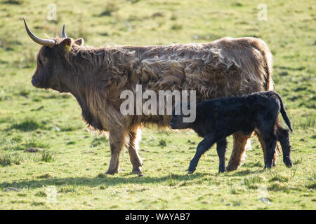 A mother Highland Cow seen tending to her new born calf. Credit: Colin Fisher/Alamy Live News. Stock Photo