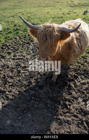 Highland Cow seen on the new 200 Route in Scotland. Credit: Colin Fisher/Alamy Live News. Stock Photo