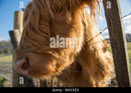 Highland Cow seen on the new 200 Route in Scotland. Credit: Colin Fisher/Alamy Live News. Stock Photo