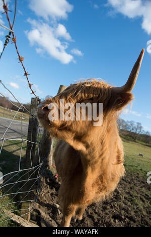 Highland Cow seen on the new 200 Route in Scotland. Credit: Colin Fisher/Alamy Live News. Stock Photo