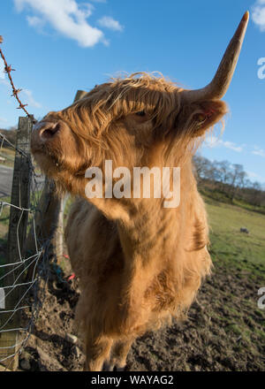 Highland Cow seen on the new 200 Route in Scotland. Credit: Colin Fisher/Alamy Live News. Stock Photo