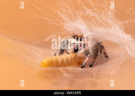 Regal Jumping Spider (Phidippus regius) Stock Photo