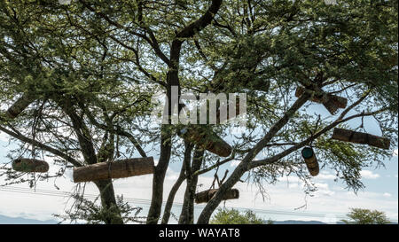 Bee hives in acacia  tree Ethiopia Stock Photo