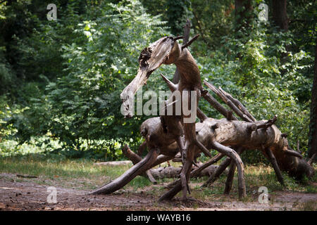 An old, dry, crumpled tree similar to statue lies on the ground against a blurry forest background, selective focus Stock Photo