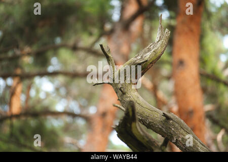 Old, dry, crumpled tree against a blurry forest background, selective focus Stock Photo