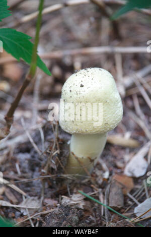 Close up of a small white mushroom grown on a dry foliage in a forest, selective focus Stock Photo