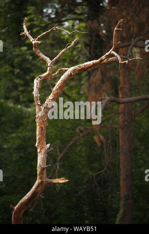 Old, dry, crumpled tree against a blurry forest background, selective focus Stock Photo