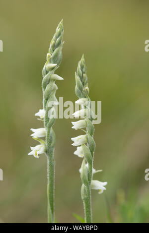 Autumn lady's tresses (Spiranthes spiralis), a wildflower in the orchid family, at Greenham Common in Berkshire, UK Stock Photo