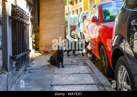 A group of cats exits a hold in a wall on a sidewalk in the Plaka region of Athens, Greece. Stock Photo
