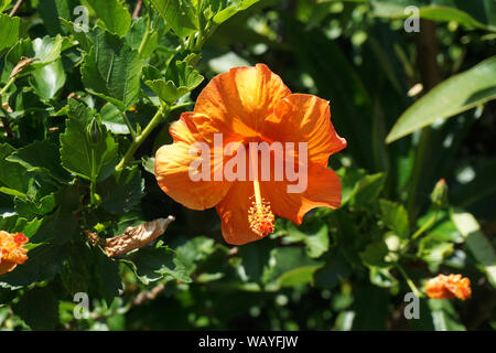 Yellow Hibiscus Flower Stock Photo