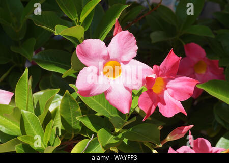 Pink Dipladenia Flower Stock Photo