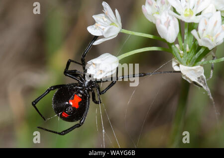 Southern Black Widow, Latrodectus mactans, building web Stock Photo