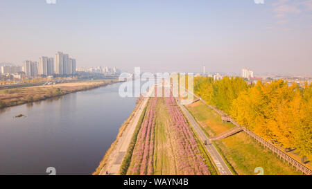 Autumn at Asan Gingko Tree Road in Seoul,South Korea. Stock Photo