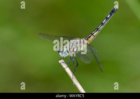 Blue Dasher, Pachydiplax longipennis, female Stock Photo