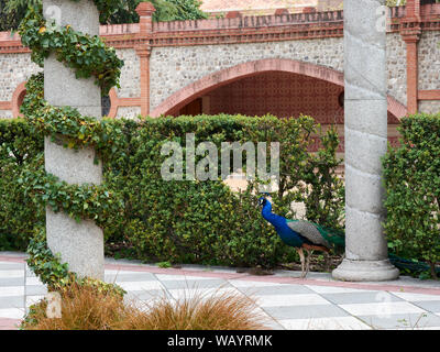 MADRID, SPAIN - APRIL 23, 2018: Peacock standing in the Gardens of Cecilio Rodriguez of the Retiro Park, Madrid, Spain. Stock Photo
