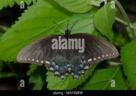 Spicebush Swallowtail, Pterourus troilus, male worn and tattered Stock Photo