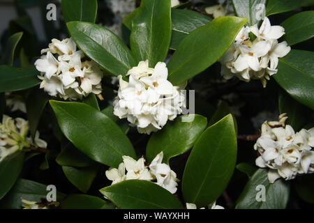 Daphne, Odora alba, white flowers and green leaves. Stock Photo