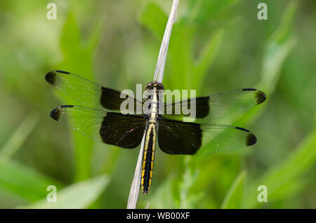 Widow Skimmer, Libellula luctuosa, female Stock Photo