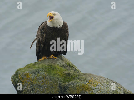 Bald Eagle (Haliaeetus leucocephalus), Adak island, Aleutians, Alaska Stock Photo