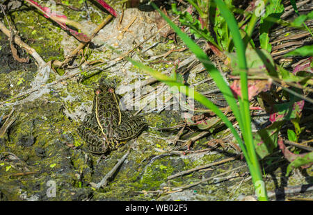 Adult Northern Leopard frog (Lithobates pipiens) sits in cattail marsh among duckweed, Castle Rock Colorado US. Photo taken in August. Stock Photo