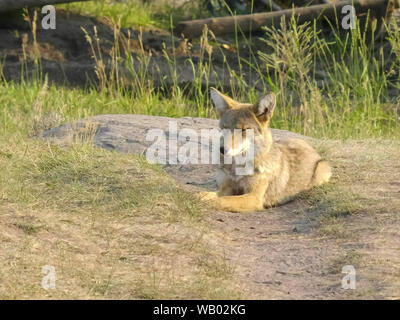 late afternoon shot of a coyote in the lamar valley of yellowstone Stock Photo