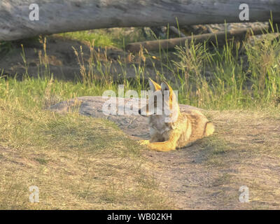 coyote resting with eyes closed in the lamar valley of yellowstone Stock Photo