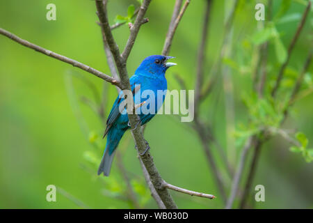 Male indigo bunting in a northern Wisconsin woodland. Stock Photo