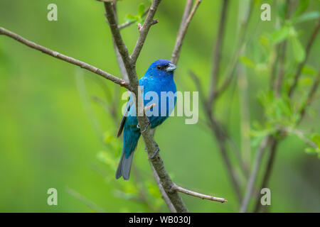 Male indigo bunting in a northern Wisconsin woodland. Stock Photo