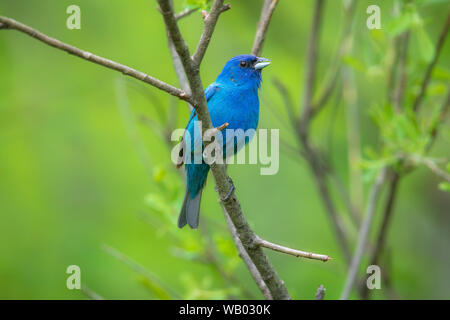 Male indigo bunting in a northern Wisconsin woodland. Stock Photo