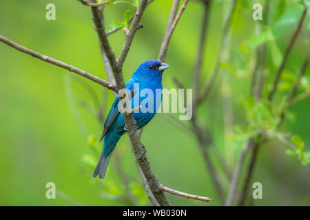 Male indigo bunting in a northern Wisconsin woodland. Stock Photo