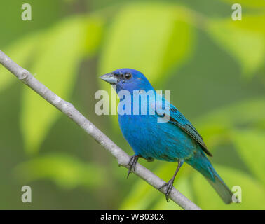 Male indigo bunting in a northern Wisconsin woodland. Stock Photo