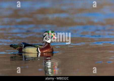 Drake wood duck swimming in northern Wisconsin. Stock Photo