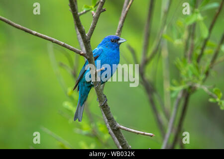 Male indigo bunting in a northern Wisconsin woodland. Stock Photo