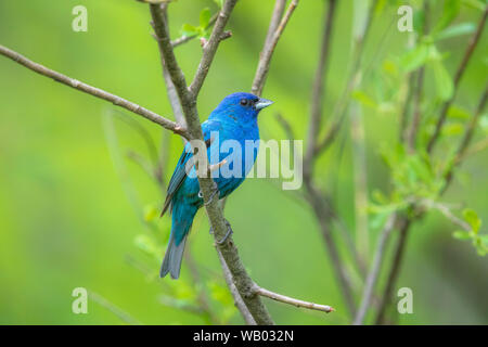 Male indigo bunting in a northern Wisconsin woodland. Stock Photo