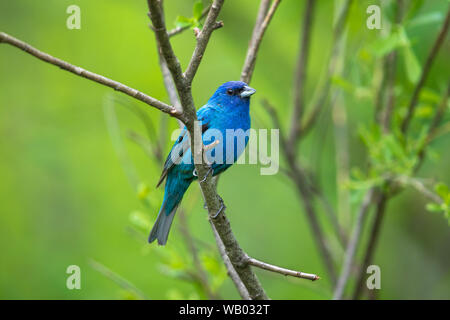 Male indigo bunting in a northern Wisconsin woodland. Stock Photo