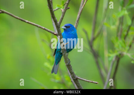 Male indigo bunting in a northern Wisconsin woodland. Stock Photo