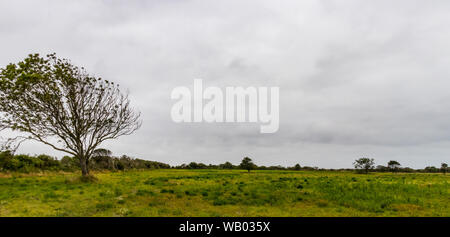 Wildlife Landscape of the Langeoog Island in Northern Germany Stock Photo