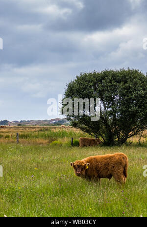 Wildlife Landscape with oxes of the Langeoog Island in Northern Germany Stock Photo