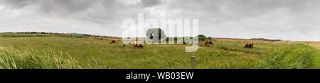 Wildlife Landscape with oxes of the Langeoog Island in Northern Germany Stock Photo