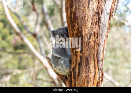 Koala staying on a tree branch Stock Photo