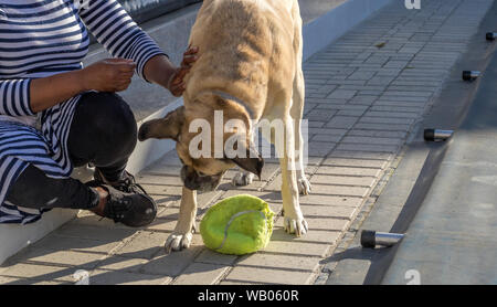 A woman plays with her dog while sitting in the sun outdoors Stock Photo