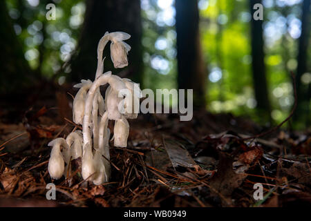 Indian Pipe or Ghost Plant (Monotropa uniflora) - Brevard, North Carolina, United States Stock Photo