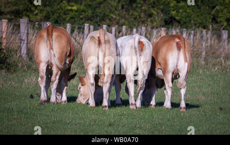 Cows Rear End Stock Photo