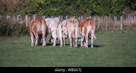 Cows Rear End Stock Photo