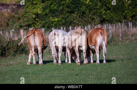 Cows Rear End Stock Photo
