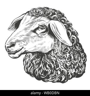 sheep hand drawn vector illustration realistic sketch. Stock Vector