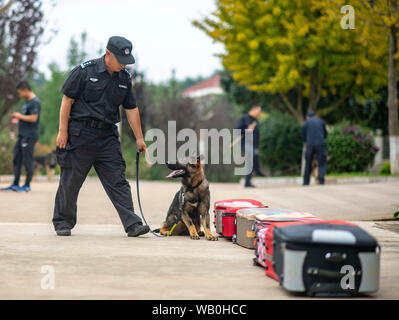 (190823) -- KUNMING, Aug. 23, 2019 (Xinhua) -- China's first cloned police dog Kunxun goes through a test with Li Hua, head of the police dog squad with the public security bureau of Pu'er City, at Kunming Police Dog Base in Kunming, southwest China's Yunnan Province, Aug. 22, 2019. China's first cloned police dog Kunxun has finished its training and was officially accepted as a police dog on Thursday. She was cloned from a 7-year-old female dog, known as Huahuangma, that has been in service in the city of Pu'er, Yunnan, by Sinogene, a Beijing-based biotechnology firm. Police dogs serving Stock Photo